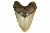 Huge, Fossil Megalodon Tooth - North Carolina #164898-1